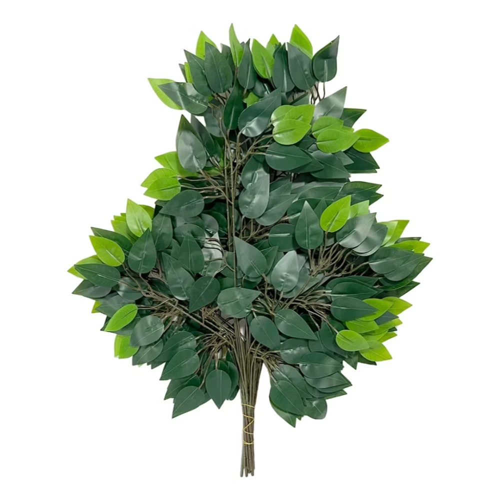 Folhagens de Ficus